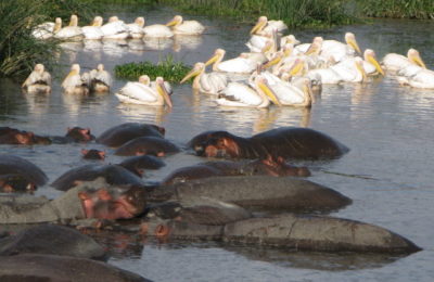 budget lodge safari