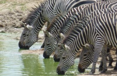 Family Safari Southern Tanzania