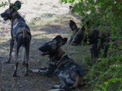 luxury safari serengeti and selous