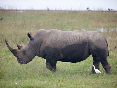 short tanzania camping safaris