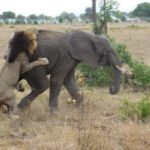 southern-tanzania-safari-and-zanzibar