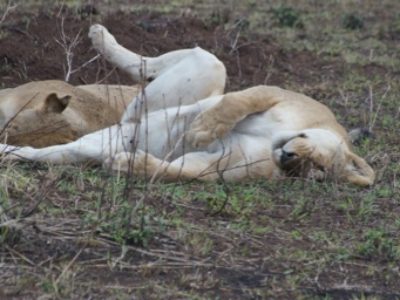 5 Days Serengeti Ngorongoro & Lake Natron