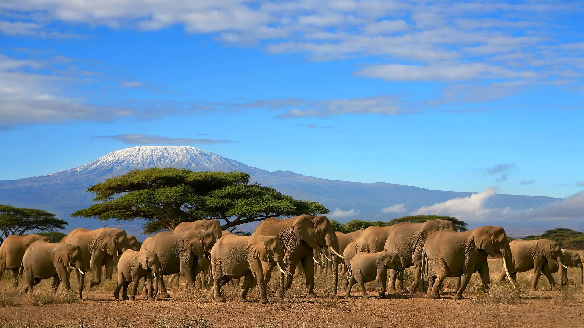 kilimanjaro y safari