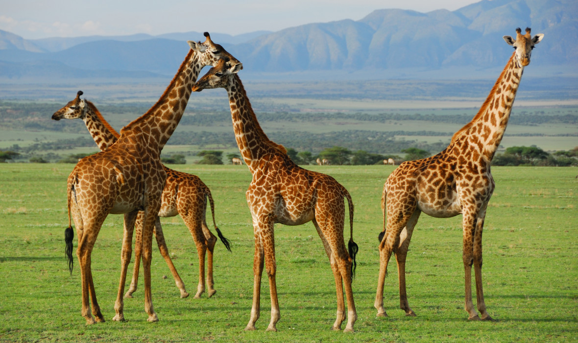 Best time to Visit Serengeti National Park