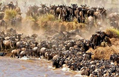 Great Serengeti Wildebeest Migration Safari