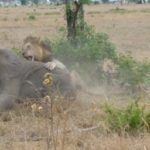 Southern Tanzania safaris & Zanzibar