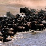 Serengeti Balloon Safari & Wildebeest Migration in Tanzania