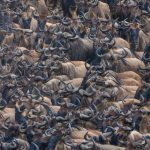 Great Wildebeest Migration Safari Packagein serengeti