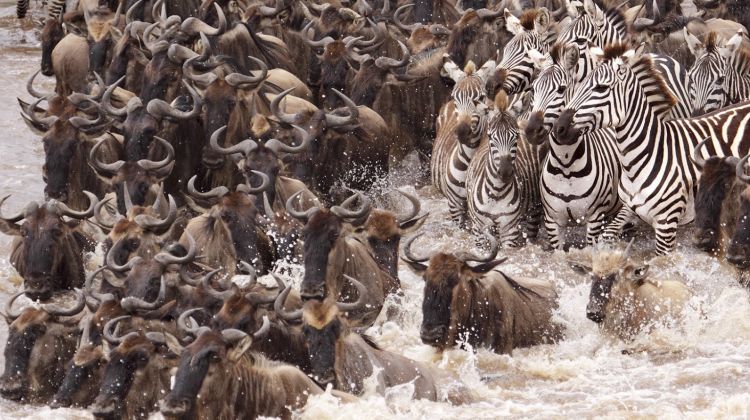 Great Wildebeest Migration Safari in Serengeti Tanzania