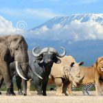 Short Serengeti Safari Package Tanzania