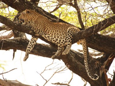 Tanzania Budget Lodge Safari Package