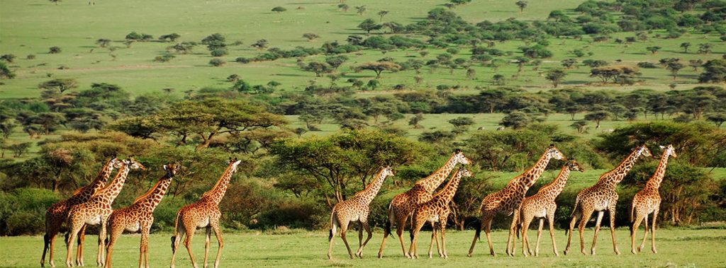 Mikumi National Park Southern Tanzania