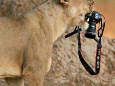 2 Days Tanzania Camping Safari Package