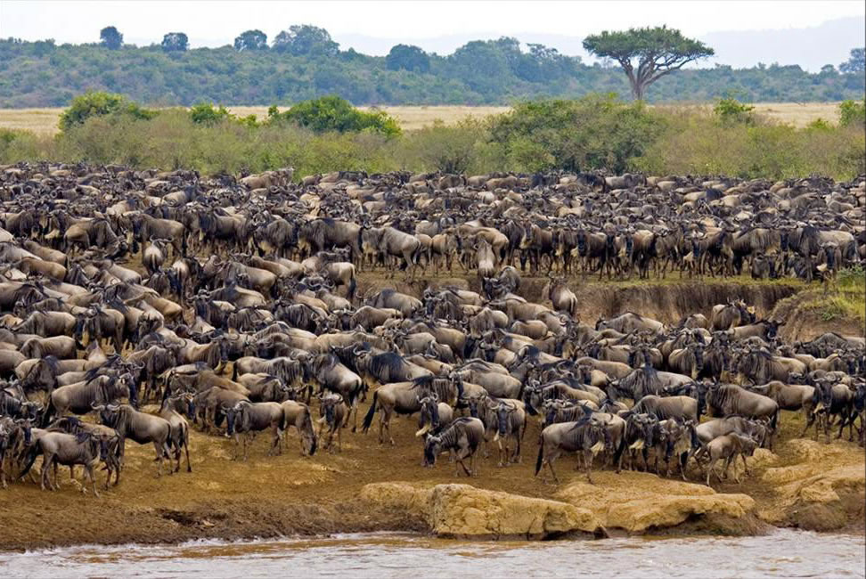 Serengeti Ngorongoro Flying Safari