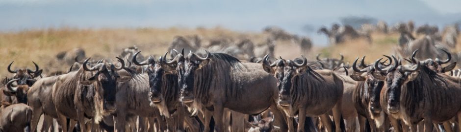Great Wildebeest Migration Calving Safari Package