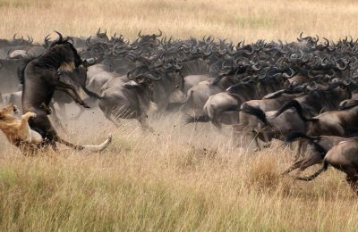 Serengeti Wildebeest Migration Calving Safari Package