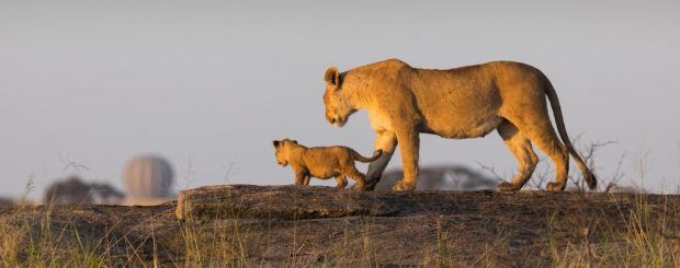 Tanzania Safari and Zanzibar Beach Combined