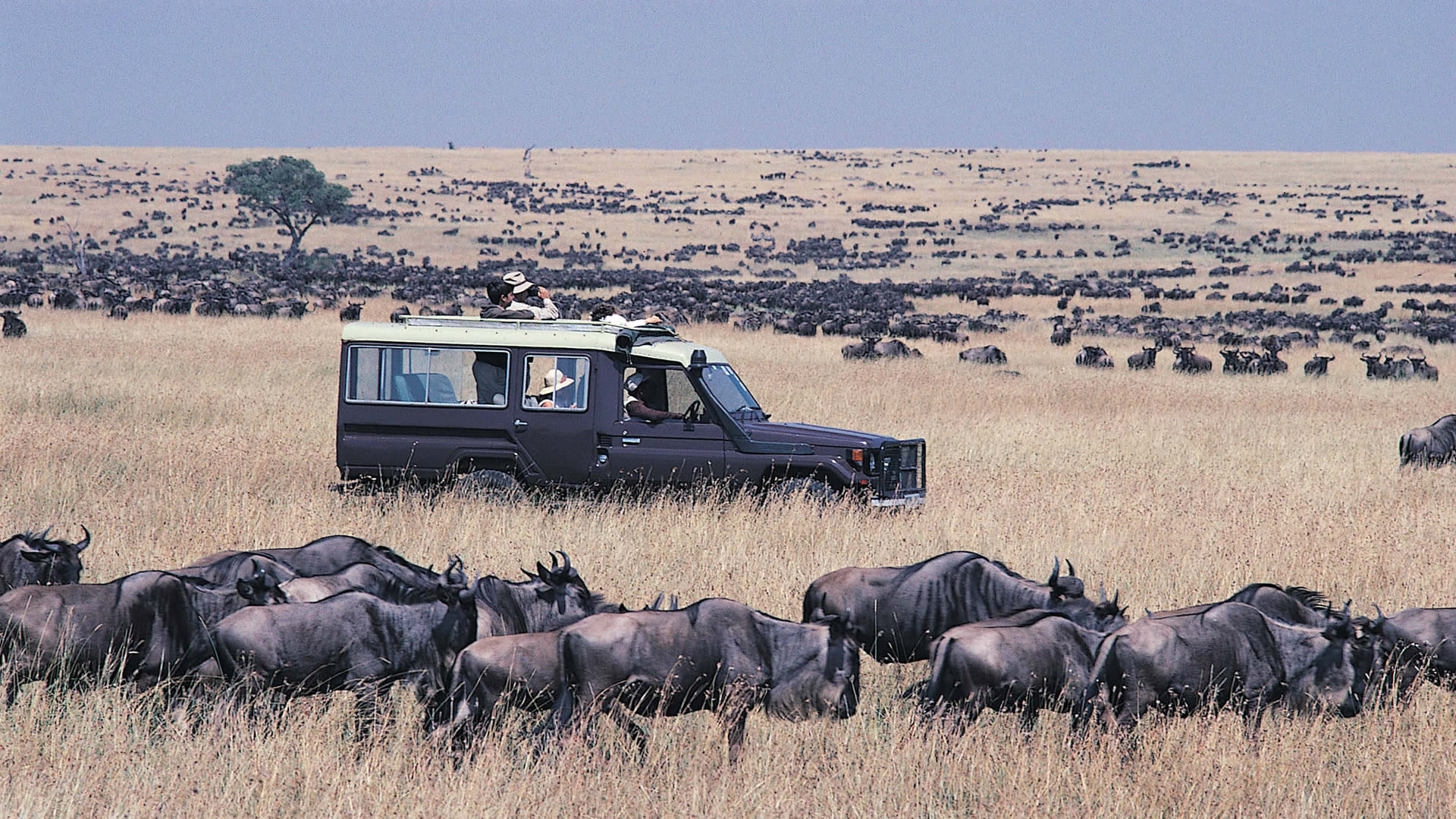 Affordable and Kenya Tanzania Safari