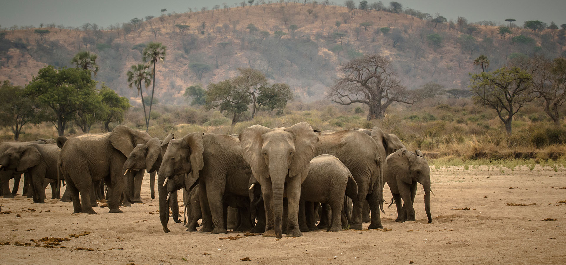 Ruaha National Park Southern Tanzania