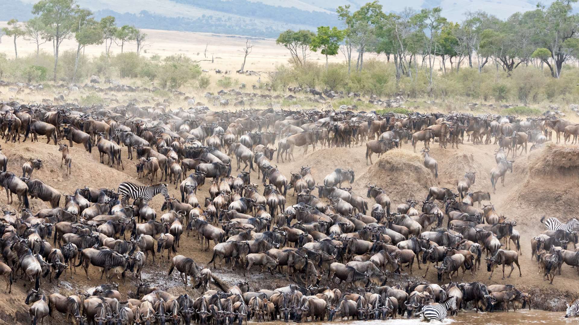 Luxury Migration Safari in November and December in Tanzania (HerdTracker)  (11 days)