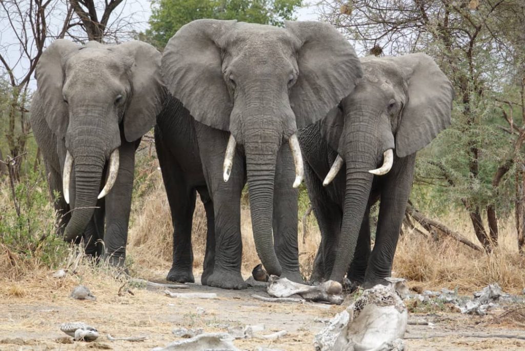 Ngorongoro Crater Day Tours