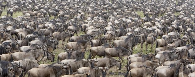 Serengeti Wildebeest Migration Safari Package