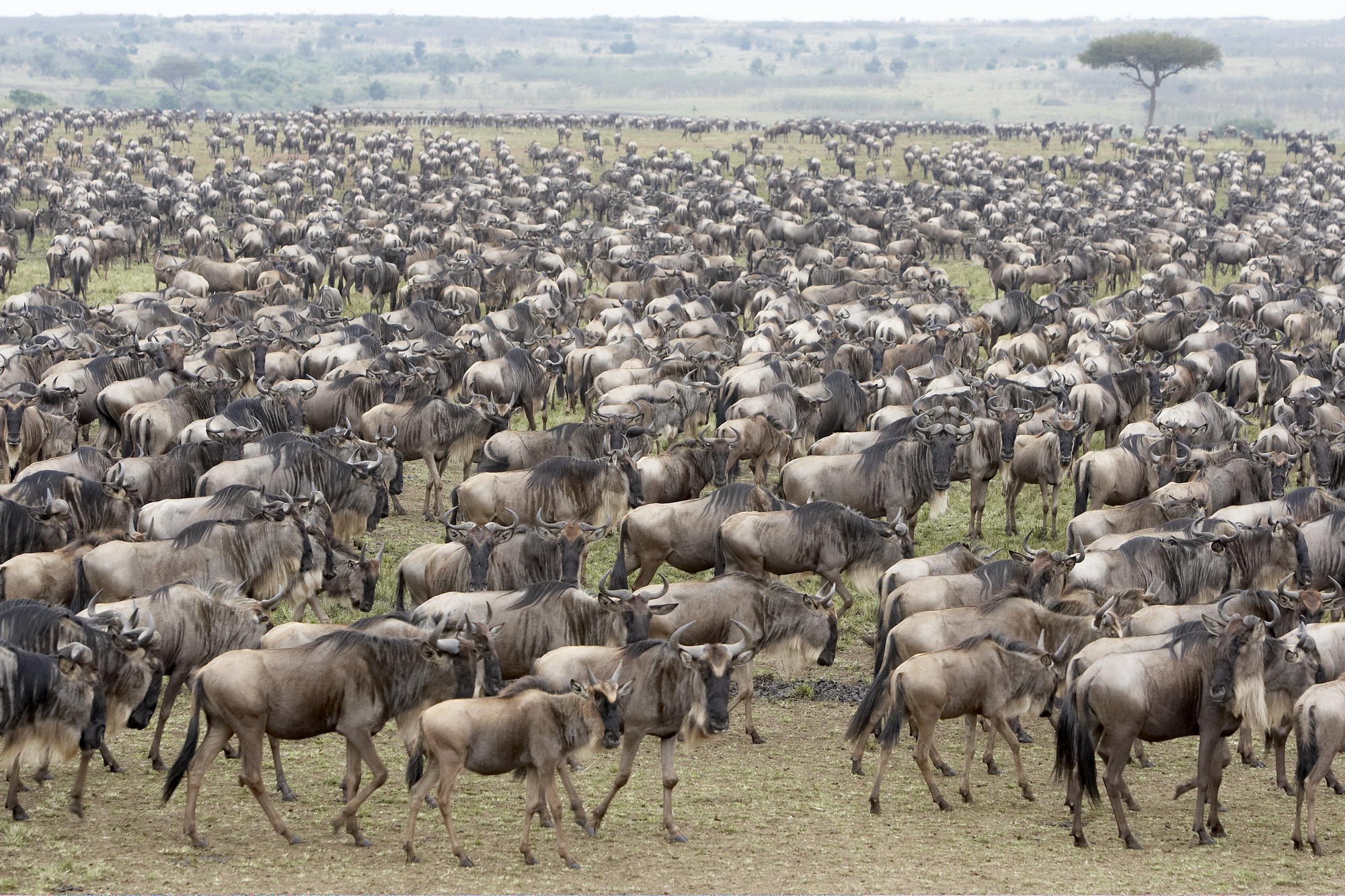 Luxury Migration Safari in November and December in Tanzania (HerdTracker)  (11 days)