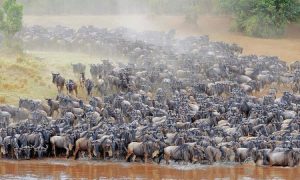 How To Book A Tanzania Safari