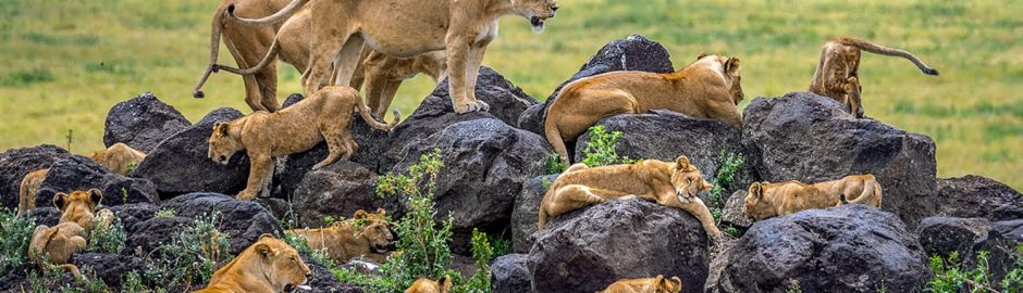 How To Book A Tanzania Safari With Us