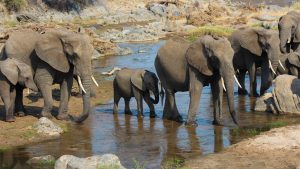 Best Tanzania Budget Safaris & mid-Range Lodge Safari Tours