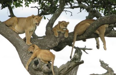 3-Day Tanzania Safari Lodge Ngorongoro Crater Tarangire Lake Manyara Package