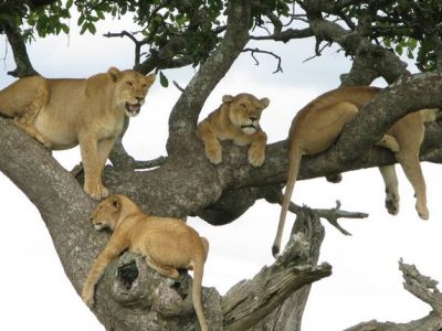 3-Day Tanzania Safari Lodge Ngorongoro Crater Tarangire Lake Manyara Package