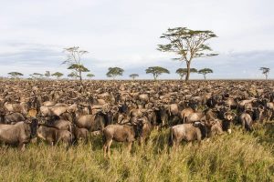 4-Day Short Serengeti Safari Package