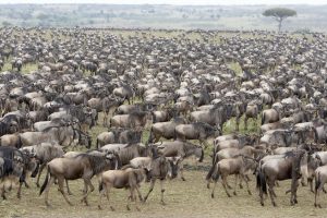 3-Day Short Serengeti Safari Package
