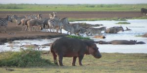 6 Day Tanzania Luxury Safari Package