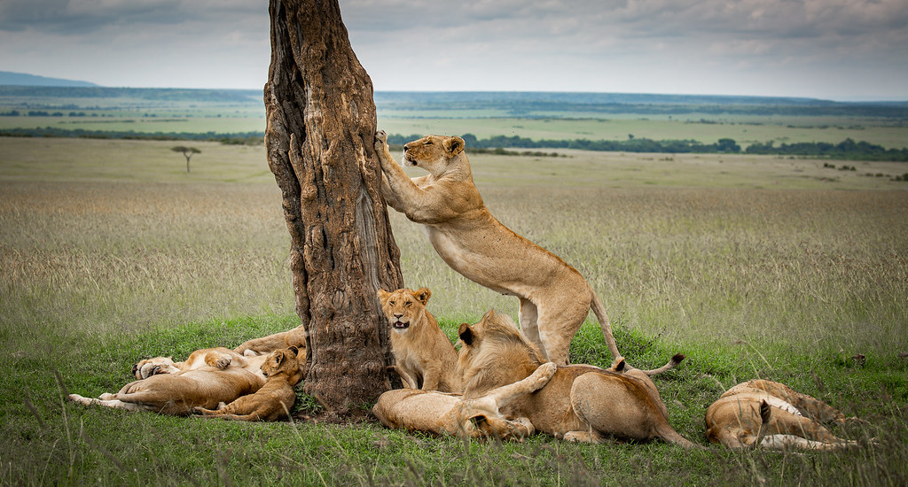 6 Day Tanzania Luxury Safari Tour