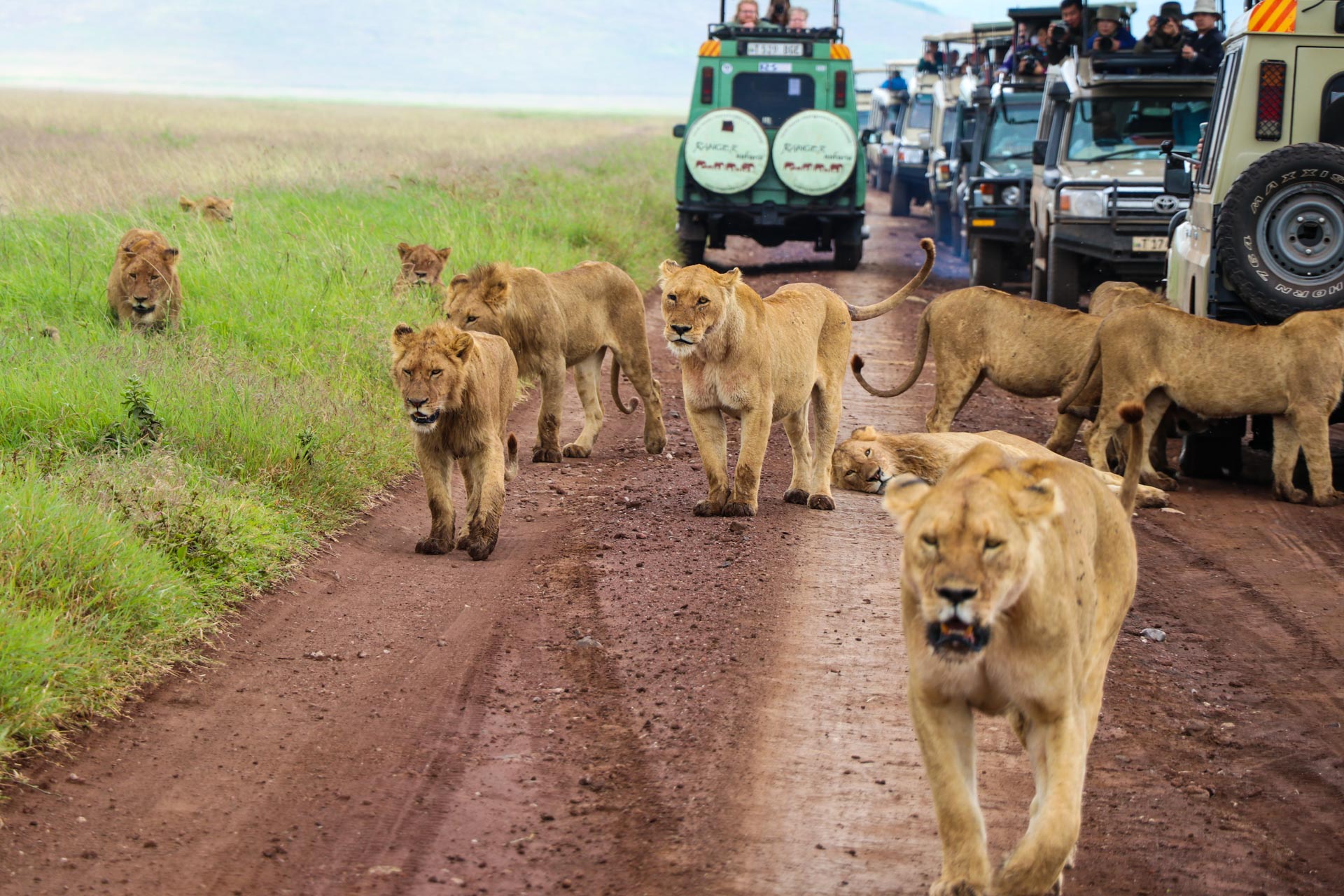 Classic 2 Day Tanzania Safari Tours