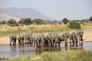 Special Tanzania Student Safari Itinerary
