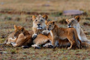 10 Days Safari Kenya and Tanzania Itinerary