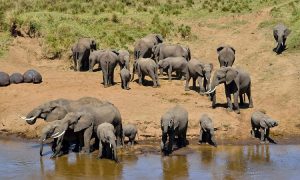 Last Minute Safari Deals & Special Offers in Tanzania