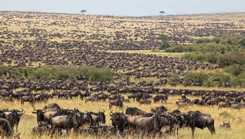 Serengeti Safari Tours Zanzibar