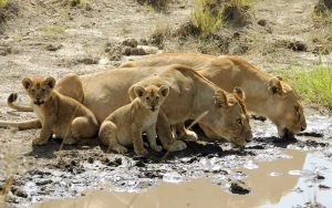 Best Tanzania Safari Company & Tour Operator Packages