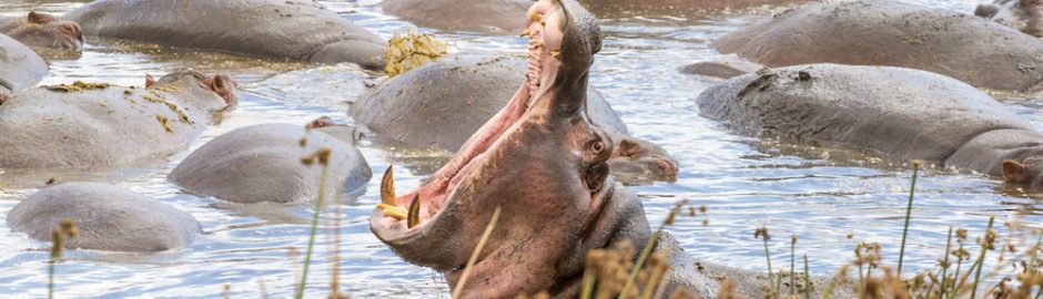 Short Affordable Selous Safari Nyerere National Park from Dar es salaam