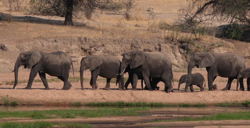 Southern Tanzania Safaris Zanzibar