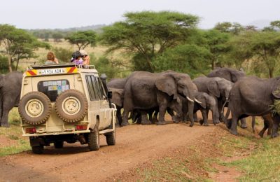 7 Days Tanzania Lodge Safari Adventure