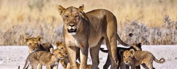 African Family Safari the Big cats & Zanzibar Beach