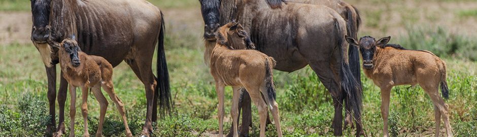 Serengeti Wildebeest Migration Calving Safari Season
