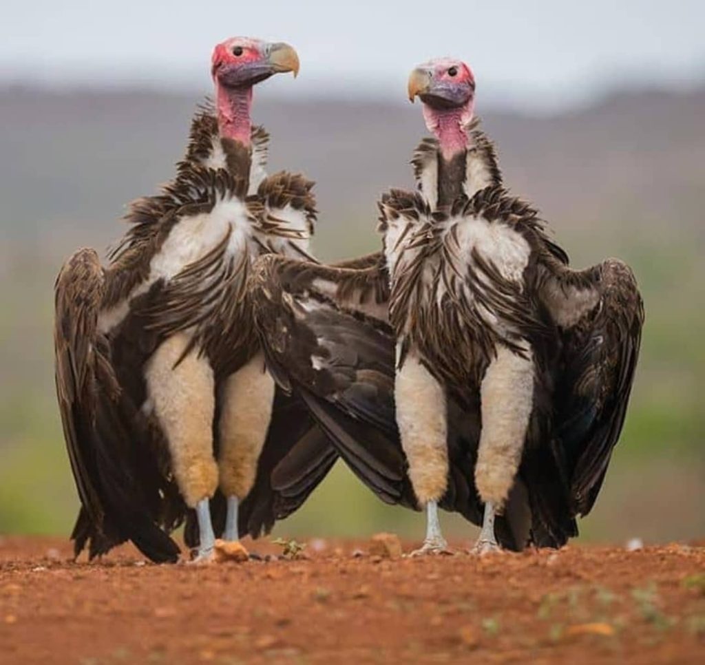8 Days Tanzania Bird Watching Safari & Tours