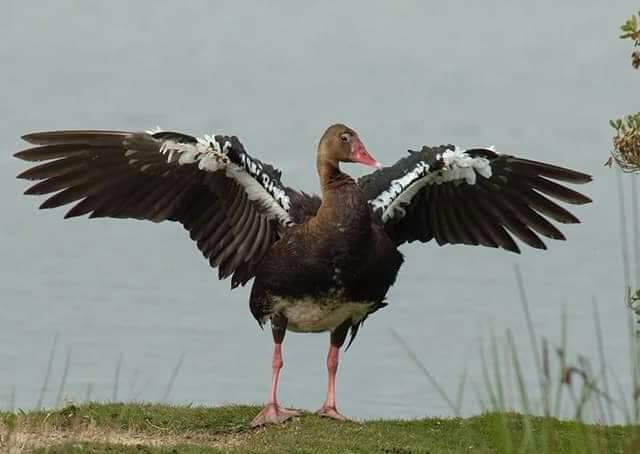8 Days Tanzania Bird Watching Safari