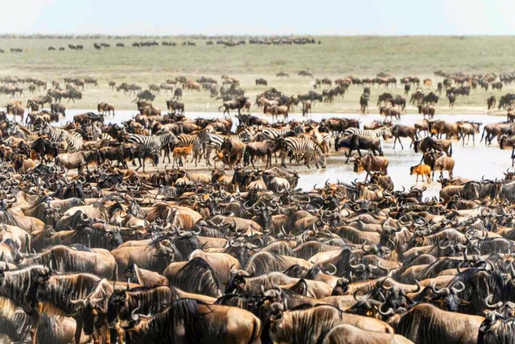 Best Time for Great Migration Safari Adventure